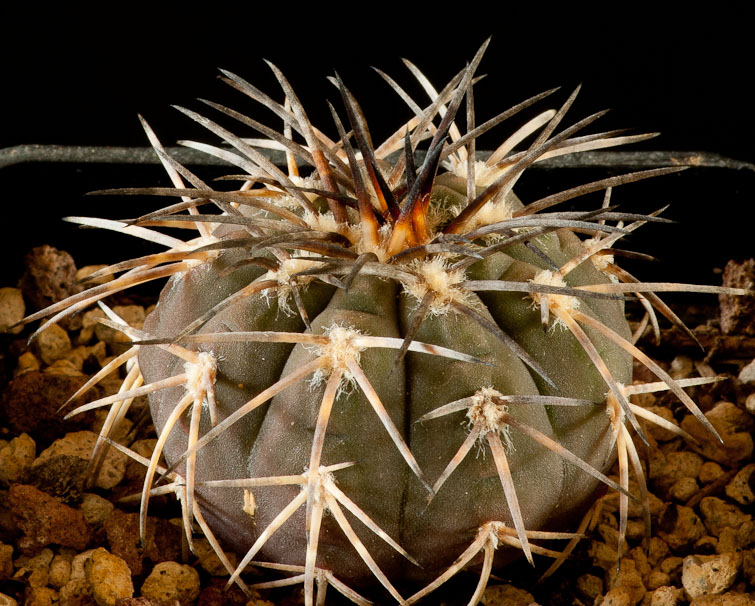 Gymnocalycium spegazzinii P 43b
